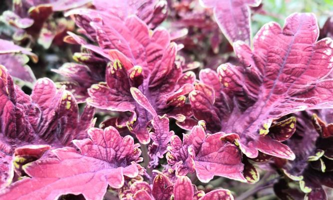 五彩苏什么时候开花？如何促进其开花？