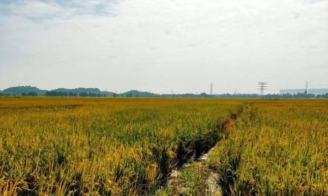 湖南晚稻收割时间是什么时候？常见收割问题解答？