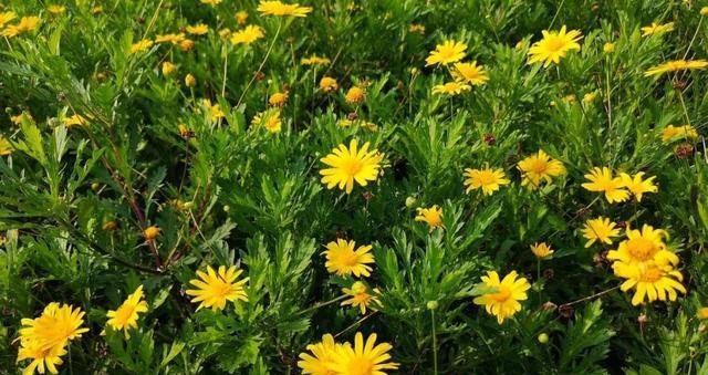 秋季植物有哪些？如何选择适合秋季种植的植物？