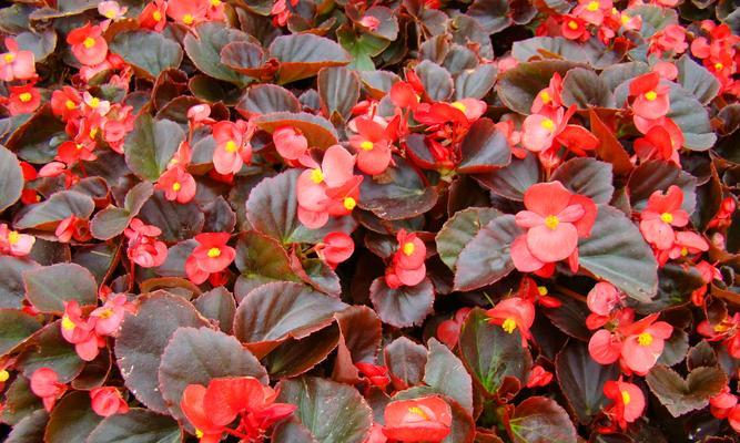 秋季植物有哪些？如何选择适合秋季种植的植物？