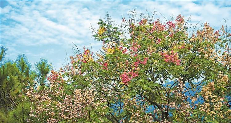 秋季植物有哪些？如何选择适合秋季种植的植物？