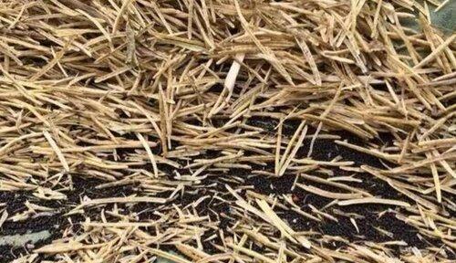 莲子壳能用作肥料吗？如何正确使用？