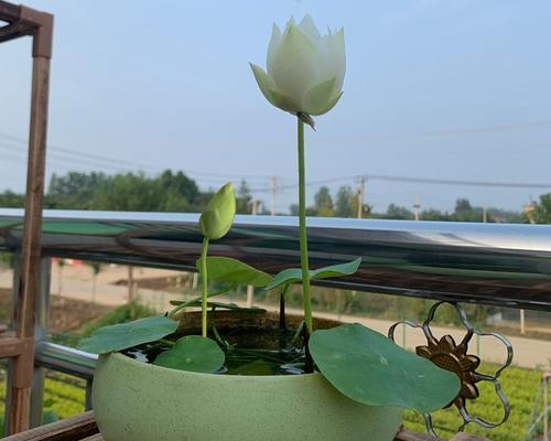 莲子壳能用作肥料吗？如何正确使用？