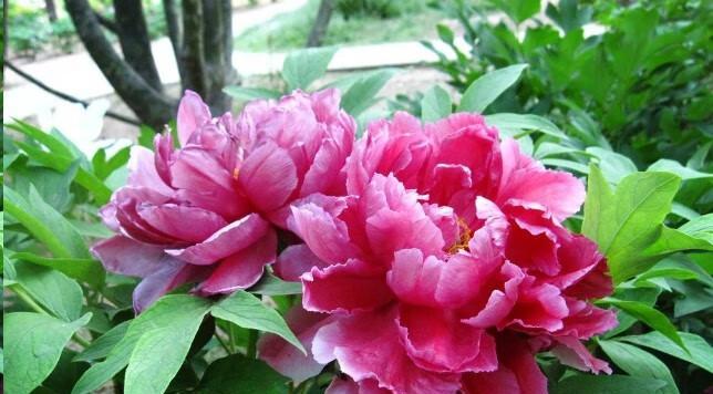 牡丹花种植的最佳时间和方法是什么？