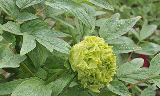 牡丹花种植的最佳时间和方法是什么？