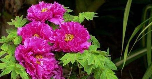 牡丹花种植的最佳时间和方法是什么？