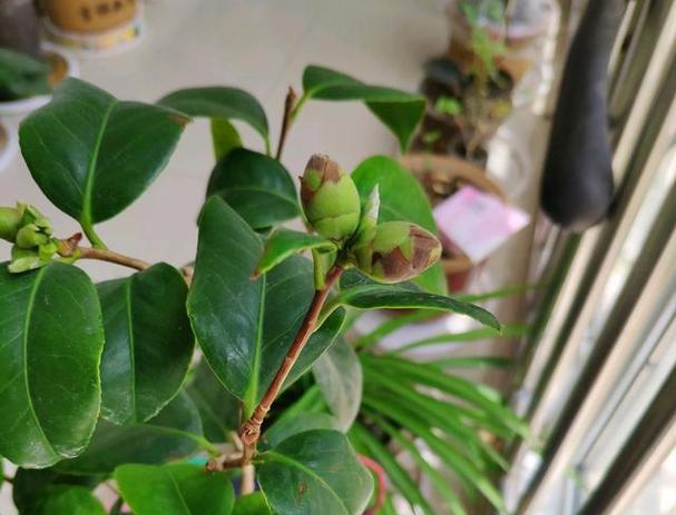 茶花长花苞的最佳时机是什么时候？如何促进花苞生长？