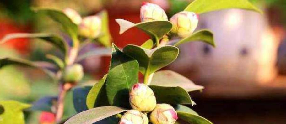 茶花长花苞的最佳时机是什么时候？如何促进花苞生长？