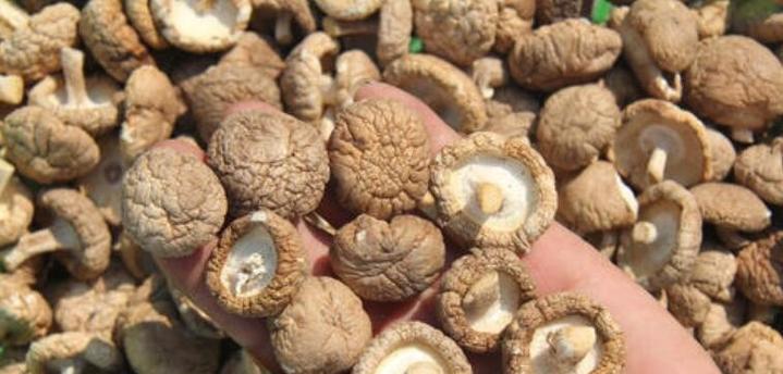 香菇怎么存放时间长？新鲜香菇保存方法有哪些？