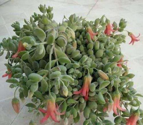 多肉植物的分类是什么？它们属于哪个植物类别？