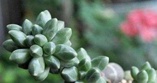 多肉植物的分类是什么？它们属于哪个植物类别？