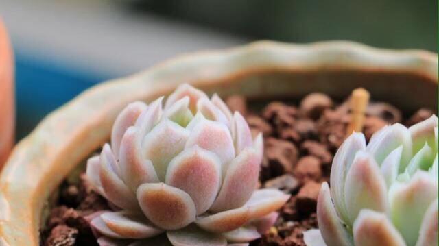 多肉植物的分类是什么？它们属于哪个植物类别？