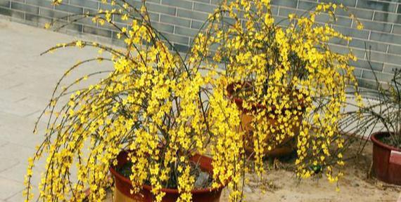 迎春花养殖需要注意什么？如何正确养殖迎春花？