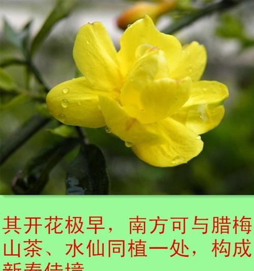 迎春花养殖需要注意什么？如何正确养殖迎春花？