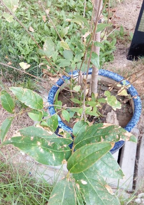 腊梅不开花怎么办？如何正确养护促进开花？