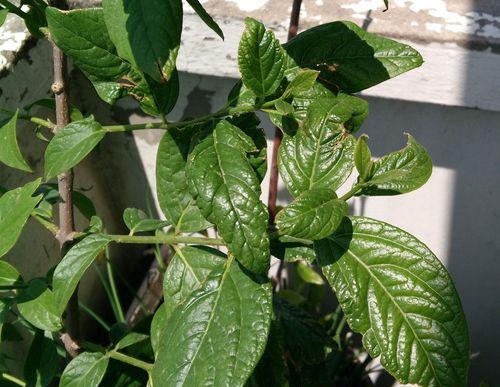 腊梅不开花怎么办？如何正确养护促进开花？