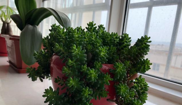 虹之玉掉叶子怎么办？掉叶原因及补救方法是什么？