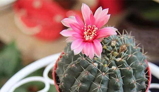 仙人球花有哪些神奇功效？如何正确食用仙人球花？