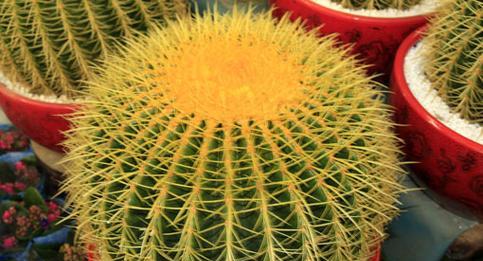 仙人球花有哪些神奇功效？如何正确食用仙人球花？