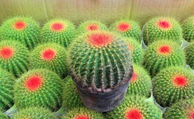 仙人球花有哪些神奇功效？如何正确食用仙人球花？