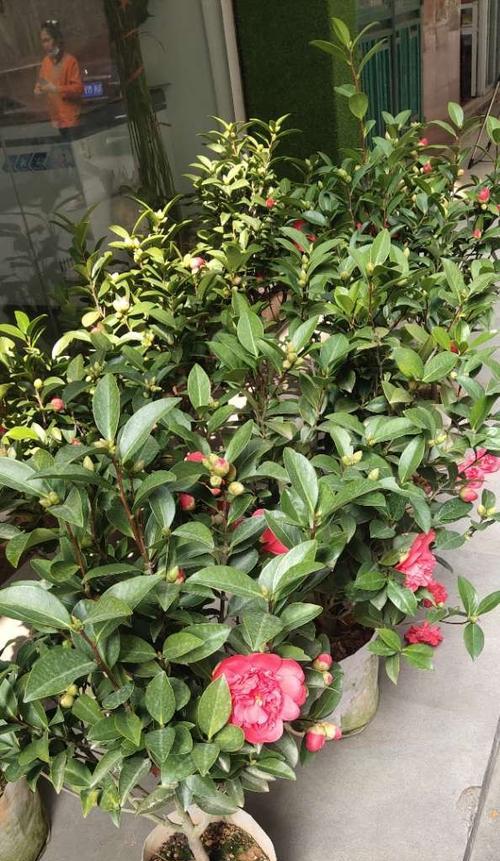 茶花怕太阳晒吗？如何正确为茶花遮阴？