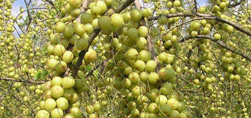 七彩果的功效与作用是什么？如何正确食用七彩果？