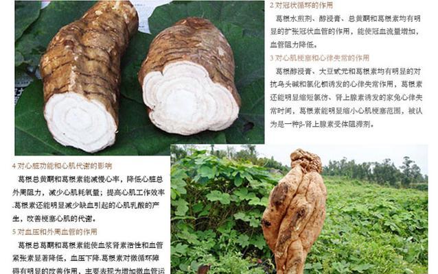 葛根的生长周期是多长时间？如何优化种植管理？