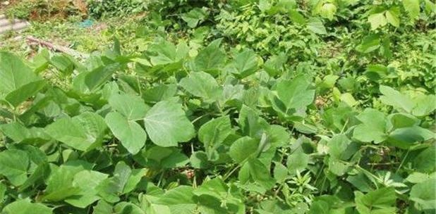 葛根的生长周期是多长时间？如何优化种植管理？