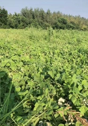 葛根的生长周期是多长时间？如何优化种植管理？