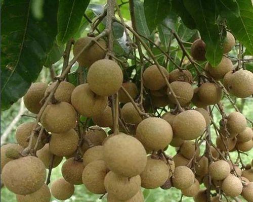 龙眼在北方种植的可行性？如何克服气候挑战？