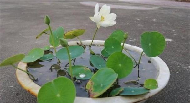 碗莲多久开花一次？养多久才能看到花朵？