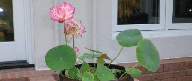 碗莲多久开花一次？养多久才能看到花朵？