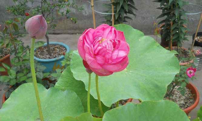 碗莲多久开花一次？养多久才能看到花朵？