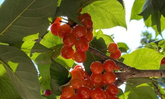 昆明樱桃什么时候成熟？最佳采摘时间是什么时候？