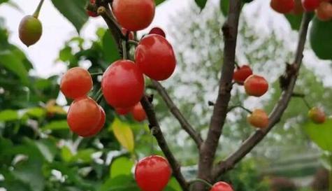 昆明樱桃什么时候成熟？最佳采摘时间是什么时候？
