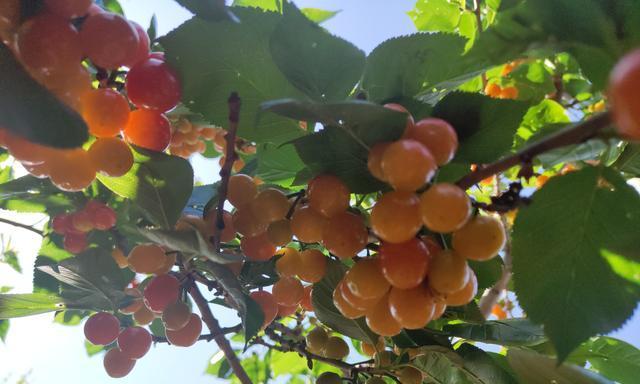 昆明樱桃什么时候成熟？最佳采摘时间是什么时候？