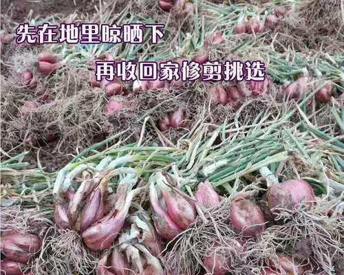 红葱种植的最佳时间是什么时候？如何正确种植红葱？