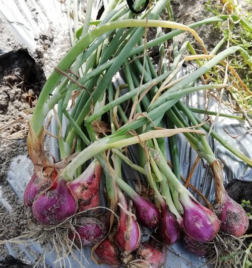 红葱种植的最佳时间是什么时候？如何正确种植红葱？