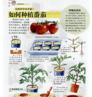 红葱种植的最佳时间是什么时候？如何正确种植红葱？