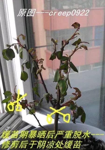 玫瑰海棠修剪方法有哪些？如何正确修剪玫瑰海棠？