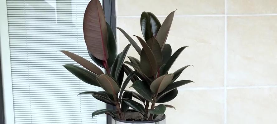 橡皮树哪个品种好看又易养活？如何选择适合自己的橡皮树品种？