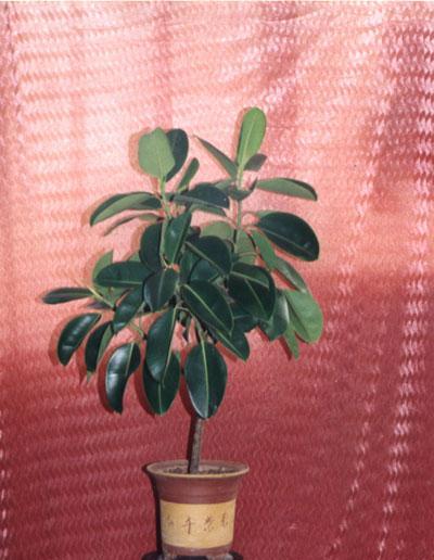 橡皮树哪个品种好看又易养活？如何选择适合自己的橡皮树品种？