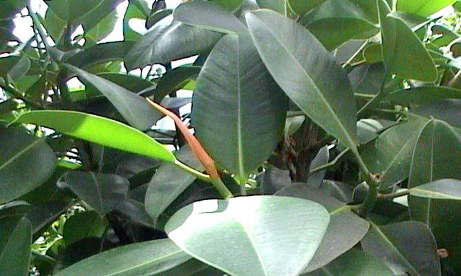 橡皮树哪个品种好看又易养活？如何选择适合自己的橡皮树品种？