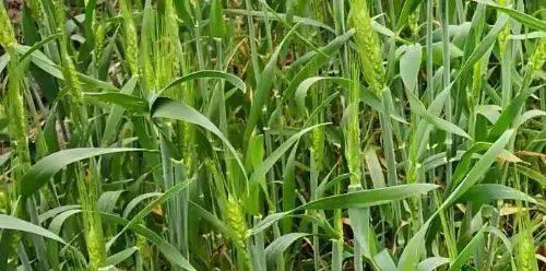 麦子会开花吗？开花的颜色与样子是怎样的？