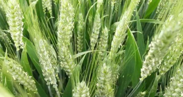 麦子会开花吗？开花的颜色与样子是怎样的？