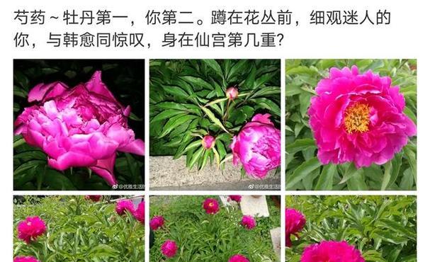 芍药盆栽怎么种？种植过程中需要注意哪些问题？