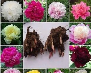 芍药盆栽怎么种？种植过程中需要注意哪些问题？