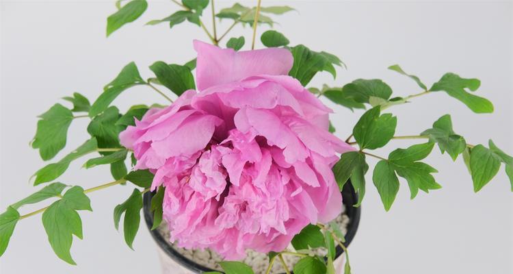 芍药盆栽怎么种？种植过程中需要注意哪些问题？
