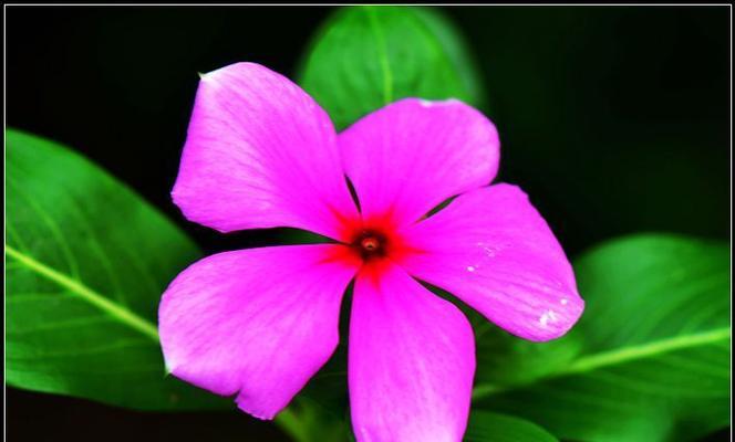 五叶梅一年四季都能开花吗？如何养护才能实现四季开花？