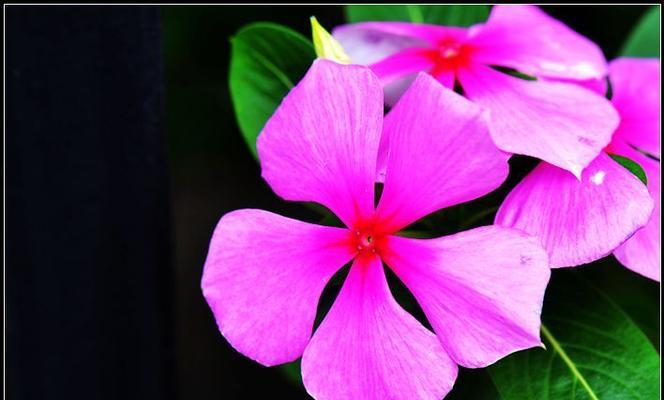 五叶梅一年四季都能开花吗？如何养护才能实现四季开花？